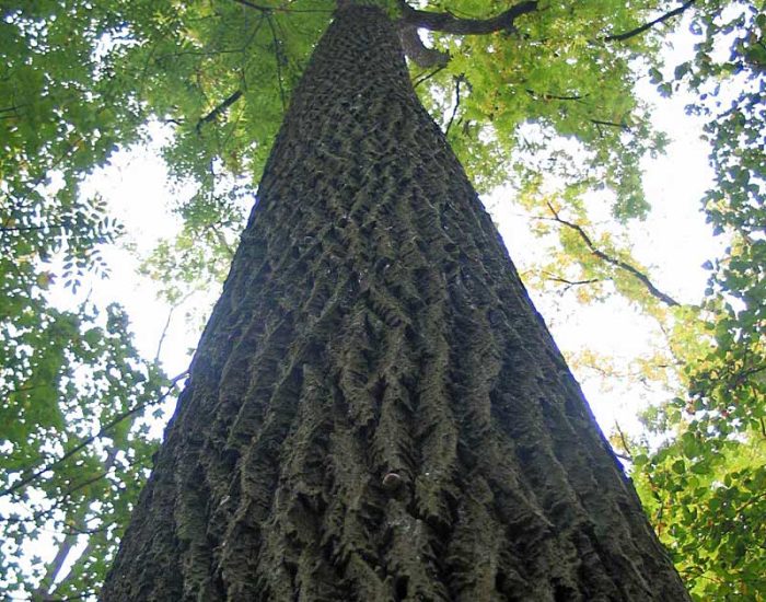 BW tree